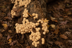 Apioperdon pyriforme