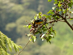 Anisognathus somptuosus