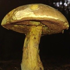 Neoboletus xanthopus
