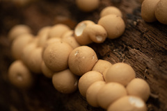 Apioperdon pyriforme