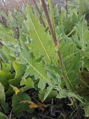 Silphium laciniatum × terebinthinaceum
