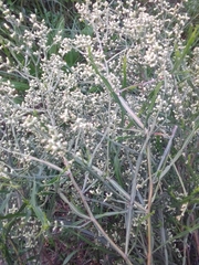 Baccharis articulata