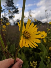 Silphium laciniatum × terebinthinaceum