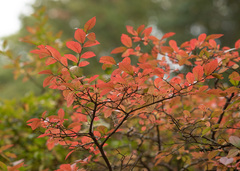 Vaccinium corymbosum