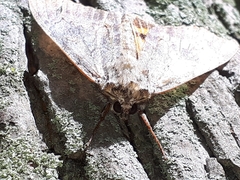 Catocala habilis