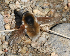 Anastoechus barbatus