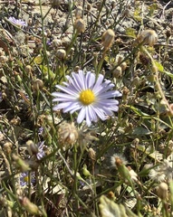 Symphyotrichum