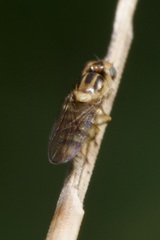 Chloropinae