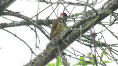 Colaptes punctigula