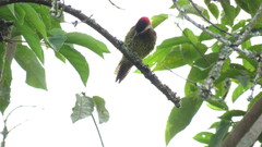 Colaptes punctigula