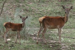 Cervus elaphus elaphus