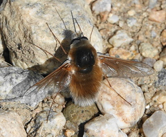 Anastoechus barbatus