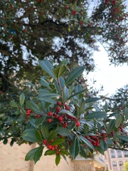 Ilex vomitoria