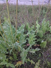 Silphium laciniatum × terebinthinaceum