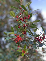 Ilex vomitoria