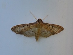 Herpetogramma bipunctalis