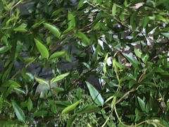 Gelsemium sempervirens