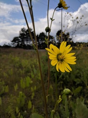 Silphium laciniatum × terebinthinaceum