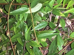 Gelsemium sempervirens