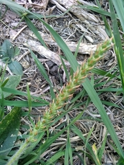 Plantago