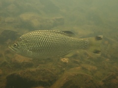 Rock Flagtail photo 3
