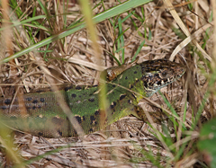 Lacerta schreiberi