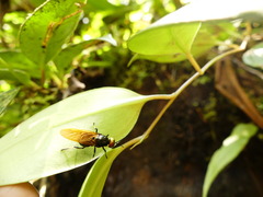 Cyphomyia flavipennis