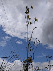 Silphium laciniatum × terebinthinaceum