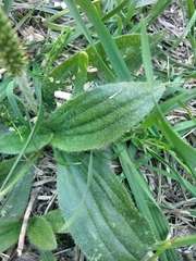 Plantago