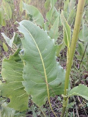Silphium laciniatum × terebinthinaceum