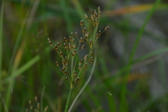 Fimbristylis quinquangularis quinquangularis