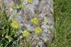 Bupleurum stellatum