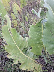 Silphium laciniatum × terebinthinaceum