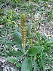 Plantago