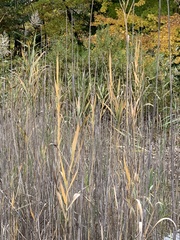 Phragmites