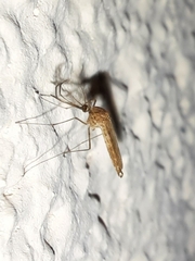 Culicinae