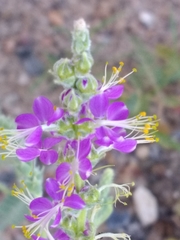 Dalea lanata