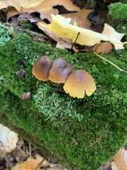 Mycena aurantiomarginata