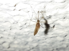 Culicinae