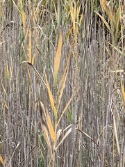 Phragmites