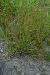 Fimbristylis quinquangularis quinquangularis