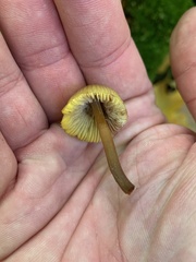 Mycena aurantiomarginata