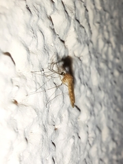 Culicinae