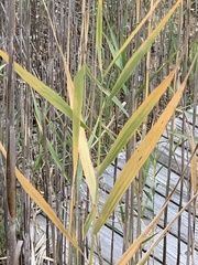 Phragmites