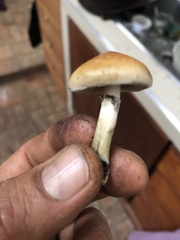 Psilocybe cubensis
