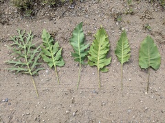 Silphium laciniatum × terebinthinaceum