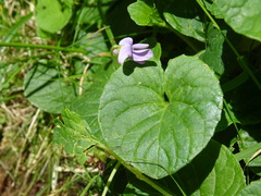 Viola palustris