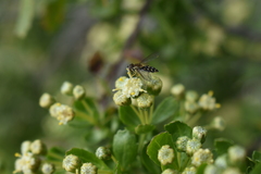 Toxomerus vertebratus