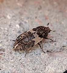 Dermestes marmoratus