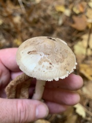 Amanita porphyria